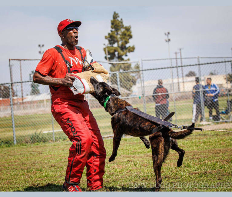 Static, a Dutch Shepherd tested with EmbarkVet.com