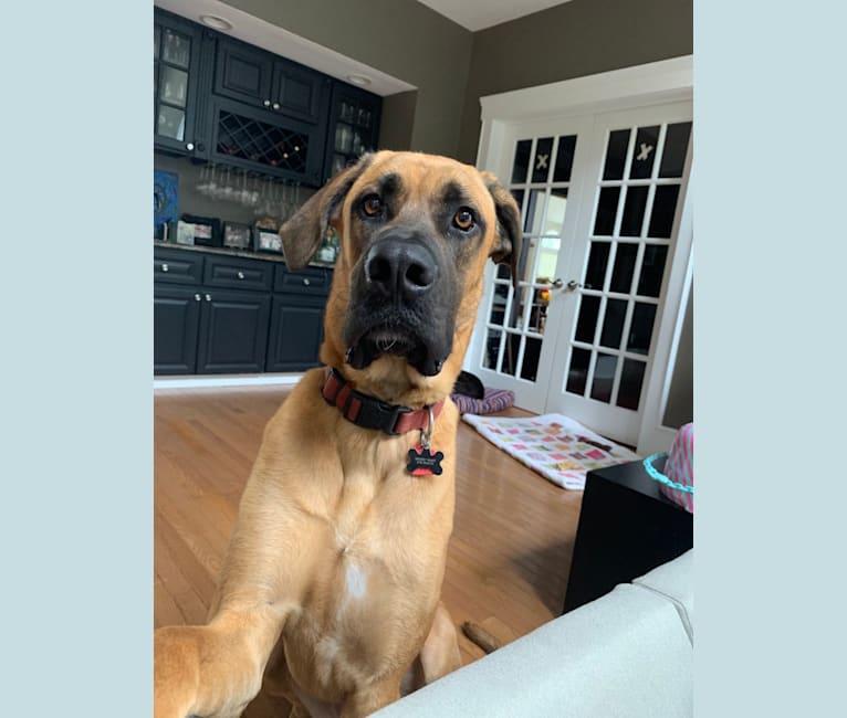 Cane corso shepherd deals