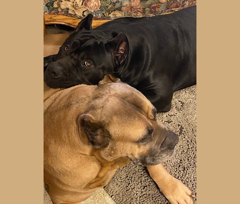 Embark Dog Dna Test Breed
