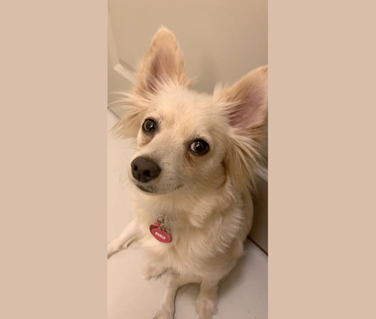 Clio, a Pomeranian and Chihuahua mix tested with EmbarkVet.com