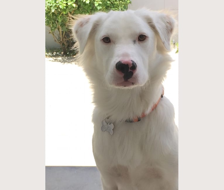 Bailey, a Soft Coated Wheaten Terrier and Chow Chow mix tested with EmbarkVet.com