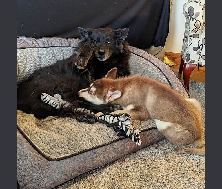 Photo of Gambit, a Siberian Husky, Australian Shepherd, Chow Chow, and Mixed mix in Wauwatosa, Wisconsin, USA