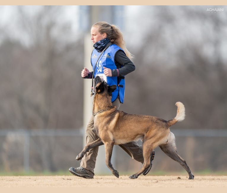 Argos Vom Haus Dyer, a Belgian Shepherd tested with EmbarkVet.com