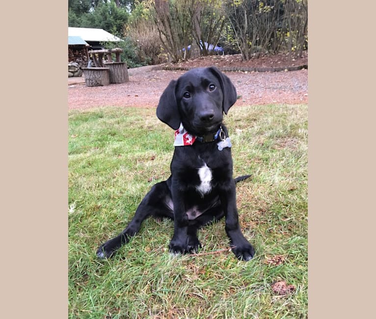 Camper, a Border Collie and Bloodhound mix tested with EmbarkVet.com