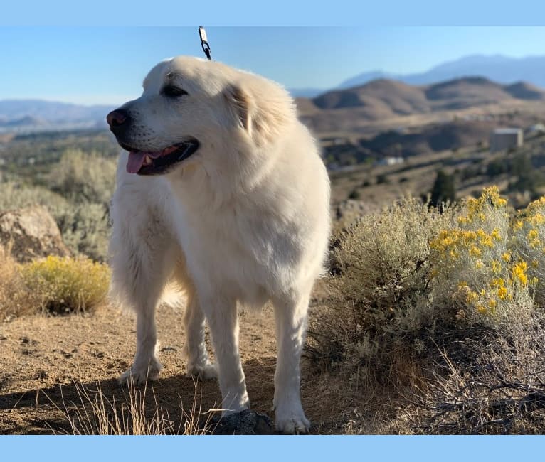 Odin, a Great Pyrenees tested with EmbarkVet.com