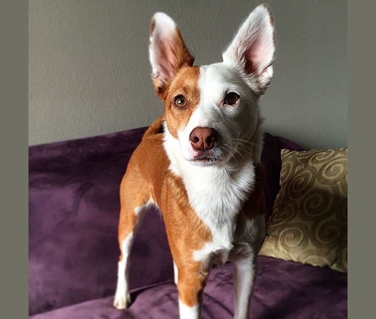 Ruby, a Rat Terrier and Border Collie mix tested with EmbarkVet.com