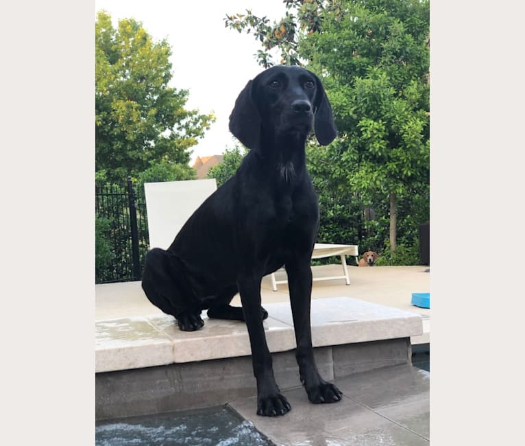 Bluetick lab mix puppies discount