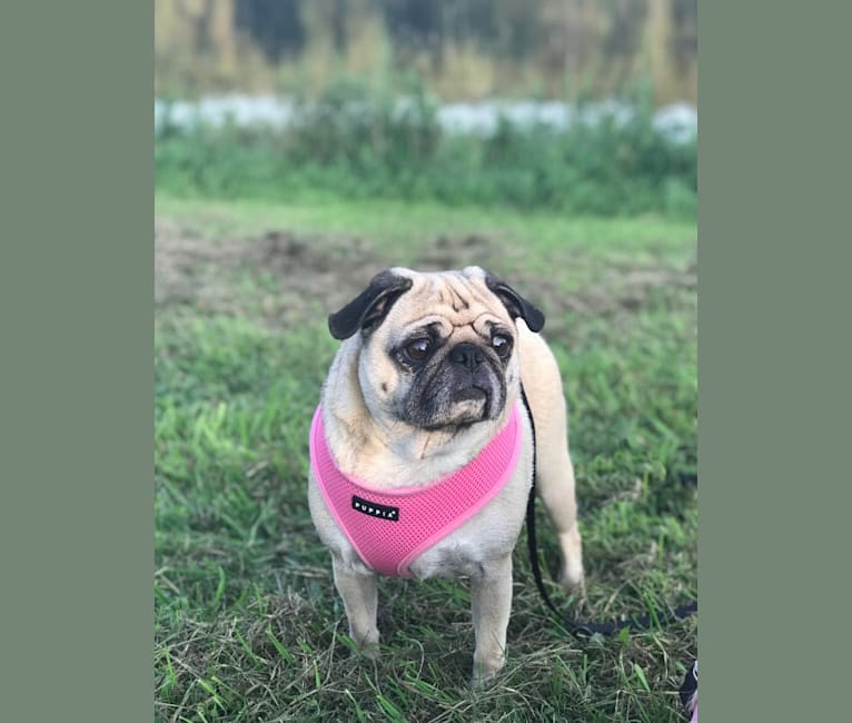 Photo of Georgie, a Pug  in Georgia, USA