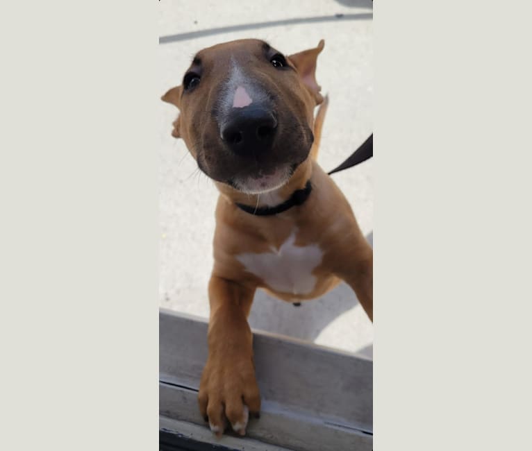 Chester, a Bull Terrier tested with EmbarkVet.com