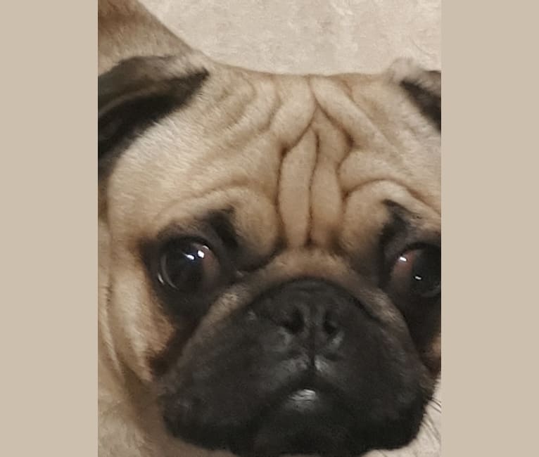 Photo of Leroy Fisher, a Pug 