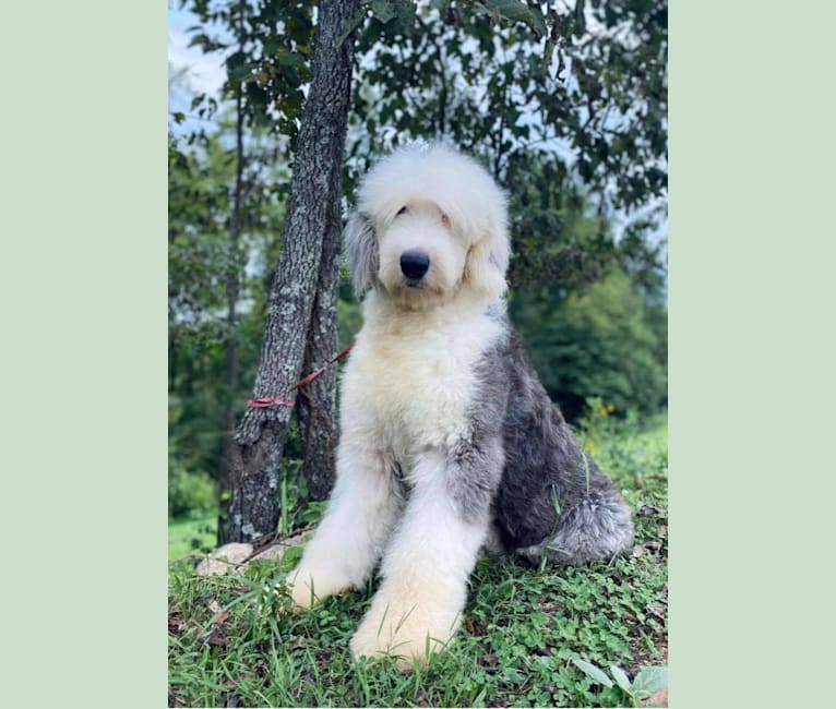 Photo of Agnes, an Old English Sheepdog  in Eckert, Orchard City, CO, USA