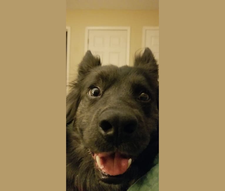 MJ, a Chow Chow and Australian Cattle Dog mix tested with EmbarkVet.com