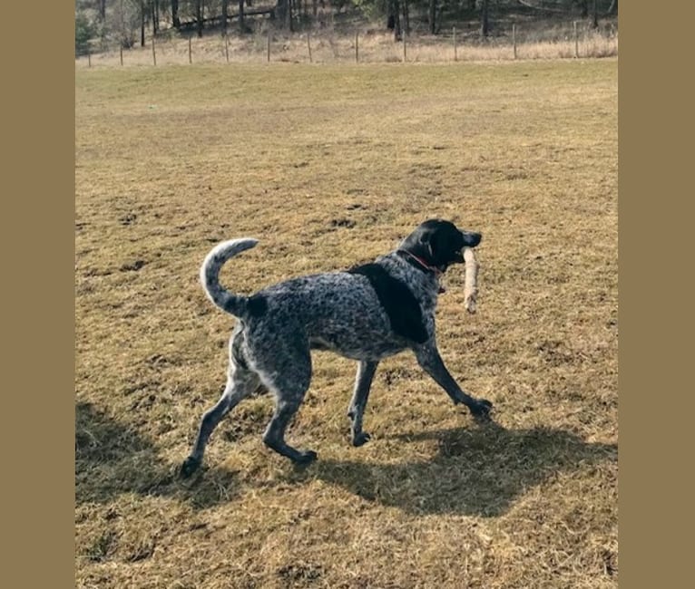 Aspen, a Labrador Retriever and German Shepherd Dog mix tested with EmbarkVet.com