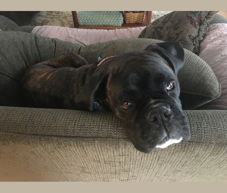Murray, a Boxer tested with EmbarkVet.com