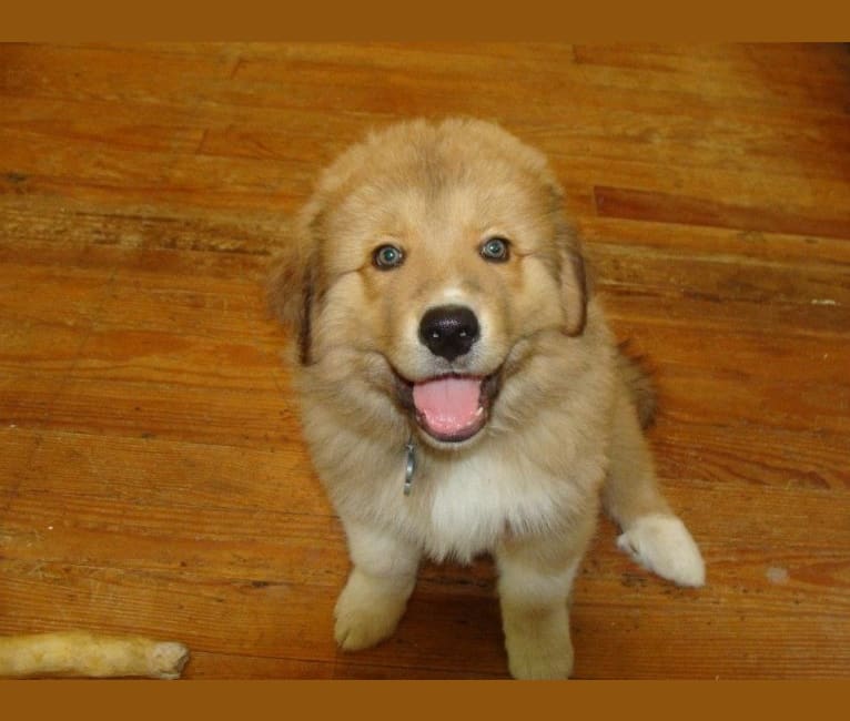Hagrid, a Great Pyrenees and Rottweiler mix tested with EmbarkVet.com