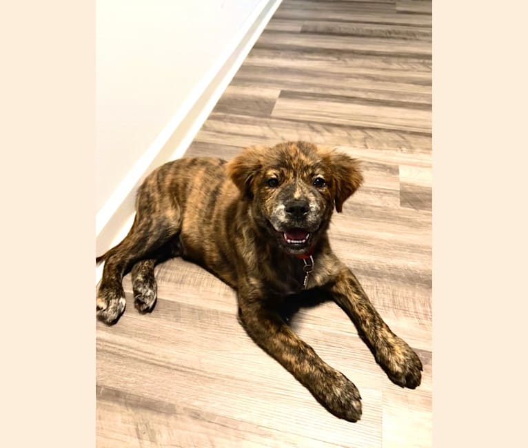 Rudder, a Labrador Retriever and Chow Chow mix tested with EmbarkVet.com