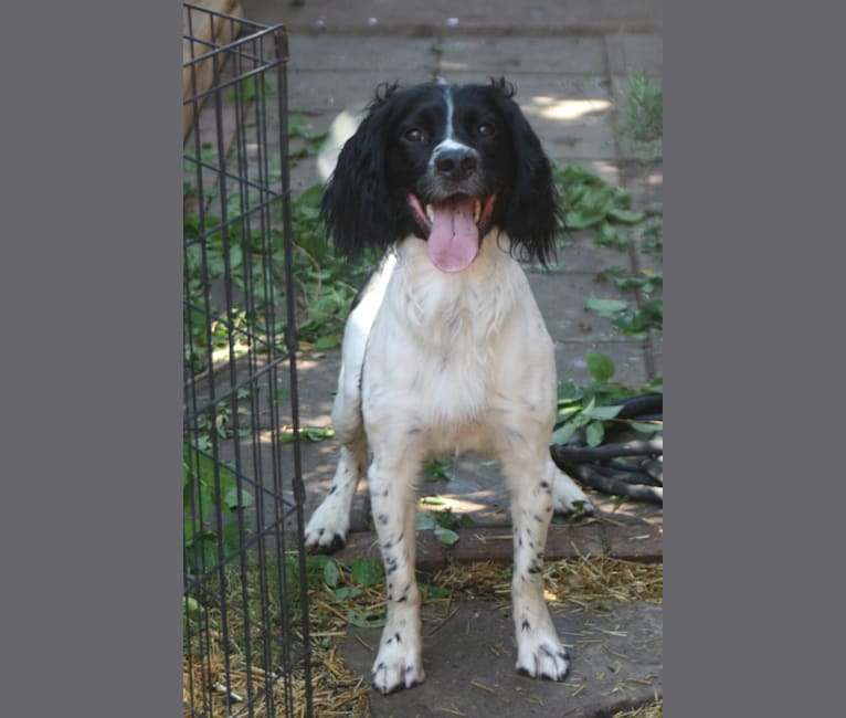Rip, an English Springer Spaniel tested with EmbarkVet.com