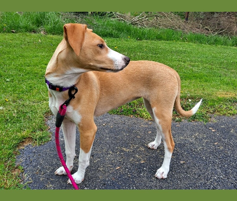 Stella, a Rat Terrier and Mountain Cur mix tested with EmbarkVet.com