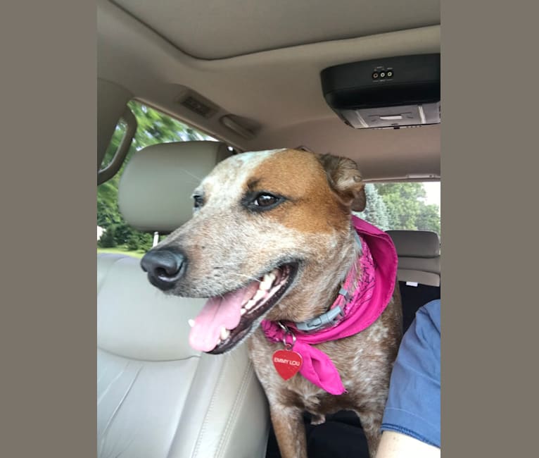 Photo of EmmyLou, an Australian Cattle Dog, American Pit Bull Terrier, Bulldog, Collie, and Mixed mix in Texas, USA