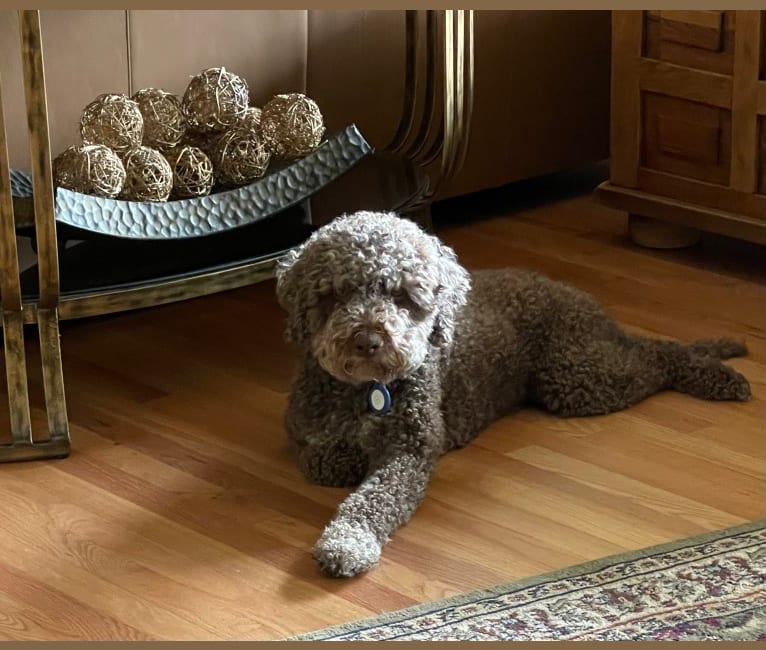 Sweetmeadow’s Buddy Chimino, a Lagotto Romagnolo tested with EmbarkVet.com