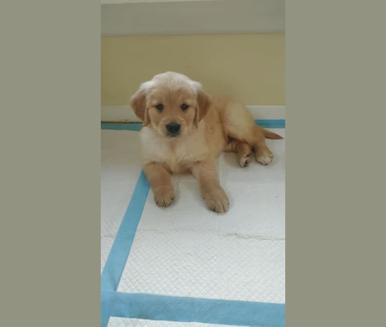 Photo of Ginny Maple, a Golden Retriever  in Grabill, Indiana, USA