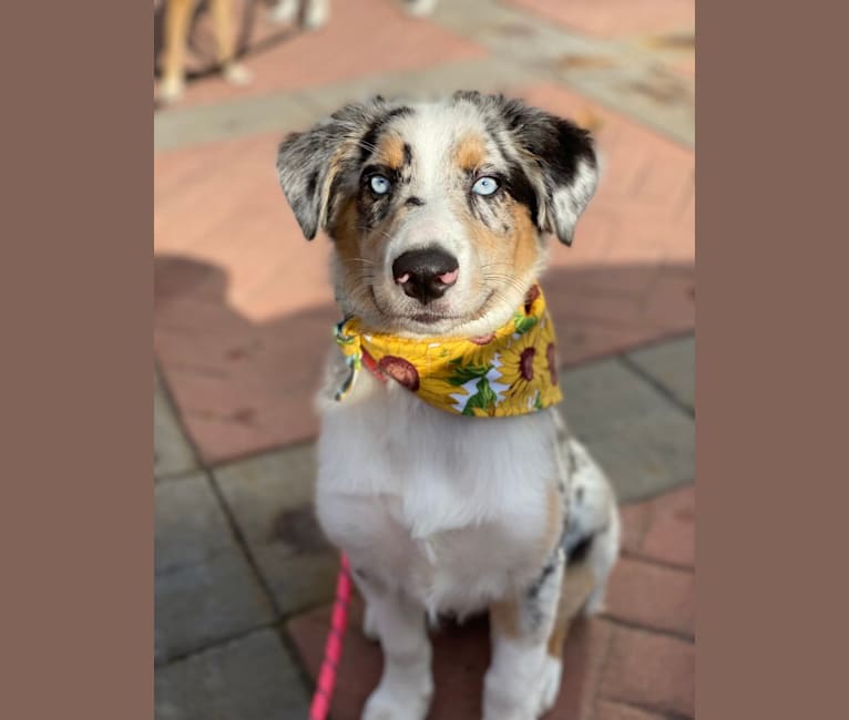 Stella, an Australian Shepherd tested with EmbarkVet.com