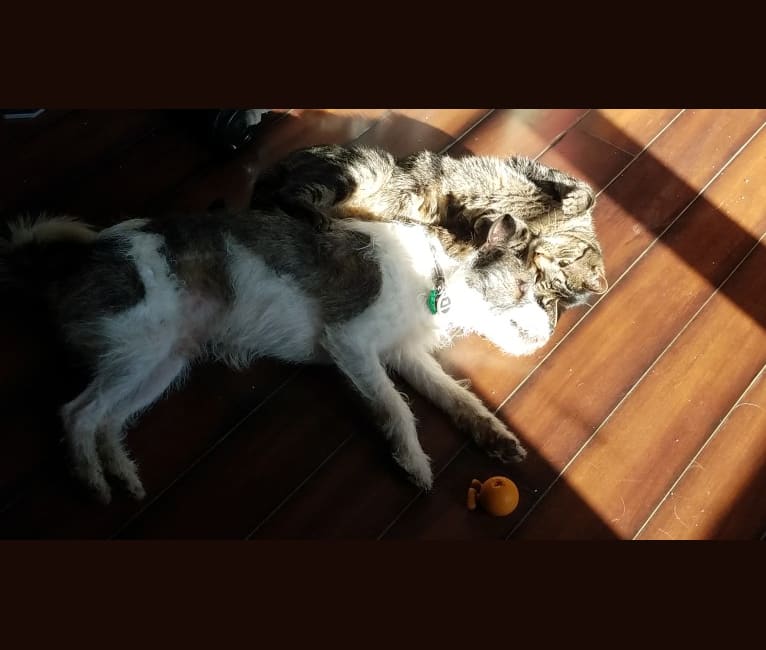 Photo of Abbott, a Chihuahua, Shih Tzu, Miniature Schnauzer, Rat Terrier, American Eskimo Dog, Cocker Spaniel, and Mixed mix in Tennessee, USA