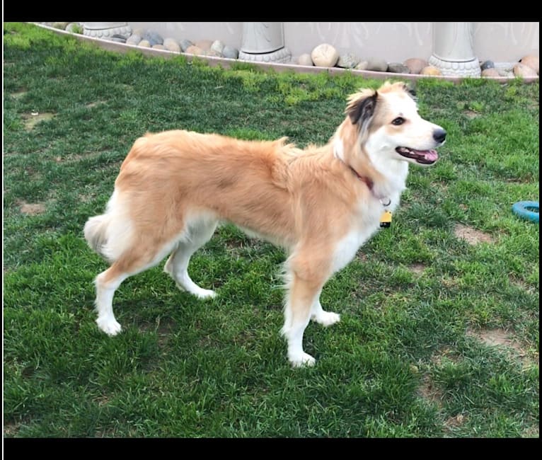 Shelby, a Border Collie and Great Pyrenees mix tested with EmbarkVet.com