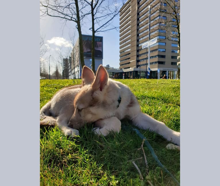 Photo of Indy (Roku), a Saarloos Wolfdog and Norwegian Elkhound mix in Den Helder, Nederland