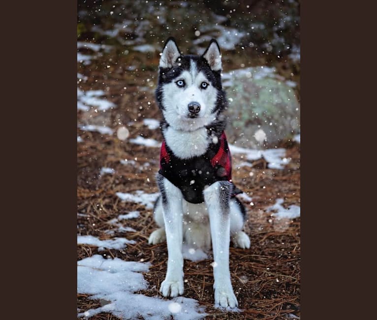 Indigo, a Siberian Husky and Alaskan Malamute mix tested with EmbarkVet.com