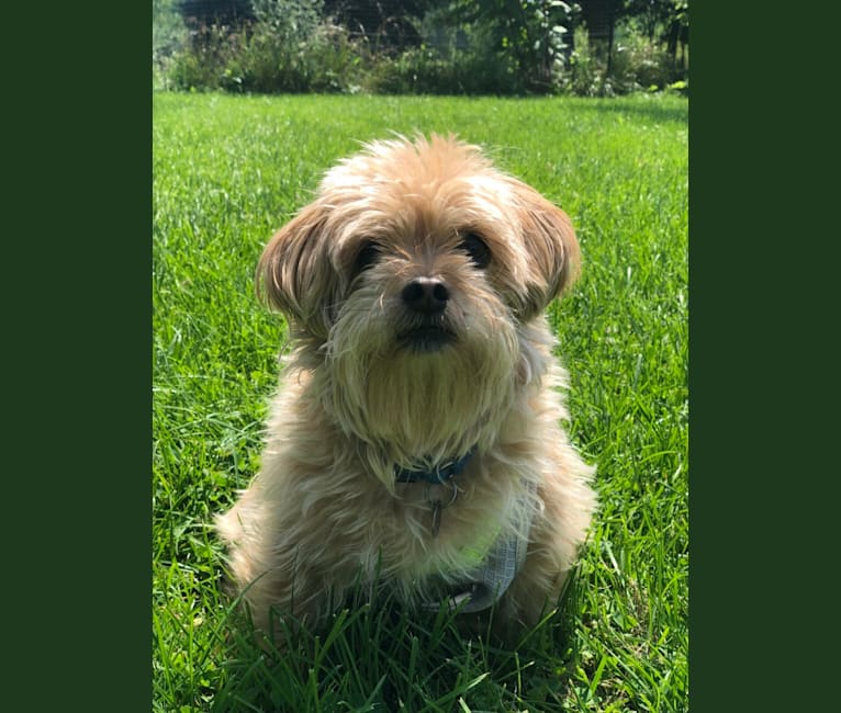 Finnegan, a Shih Tzu and Yorkshire Terrier mix tested with EmbarkVet.com