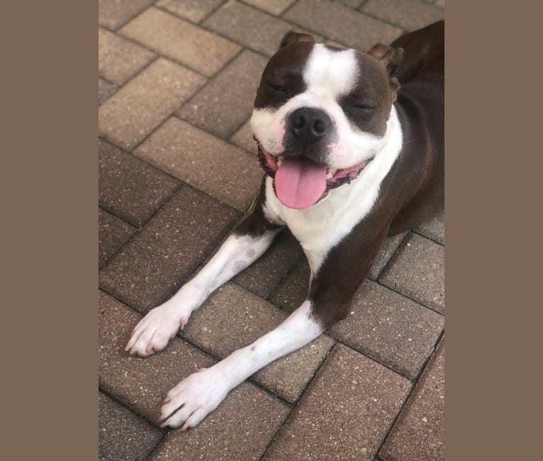Oskar, a Boston Terrier tested with EmbarkVet.com
