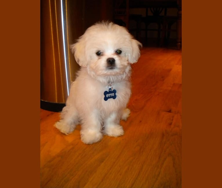 Otto von Bisbark (Otto), a Poodle (Small) and Shih Tzu mix tested with EmbarkVet.com