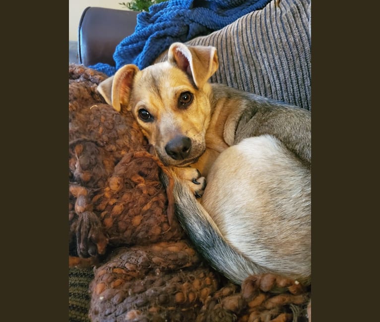 Photo of Luka, a German Shepherd Dog, Chihuahua, and Pug mix in Tuscaloosa, Alabama, USA