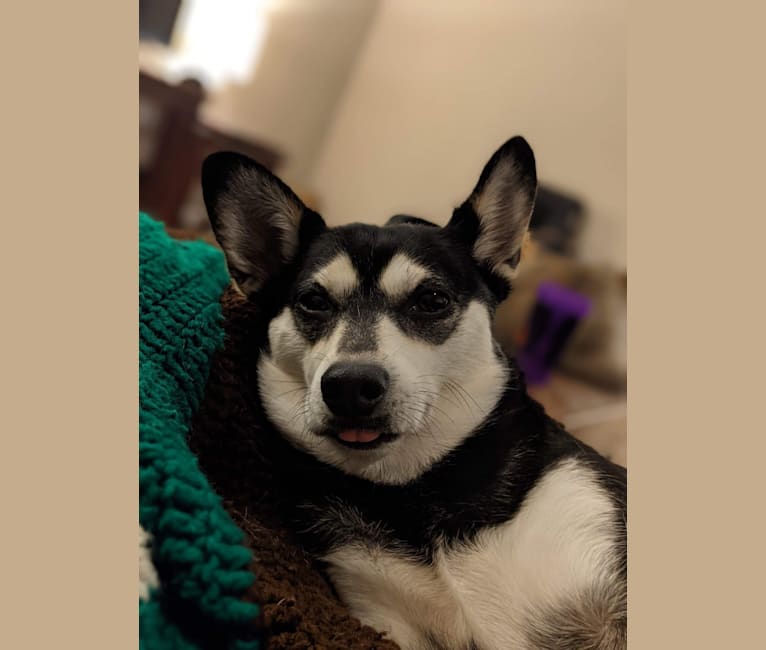 Chihuahua deals husky breed