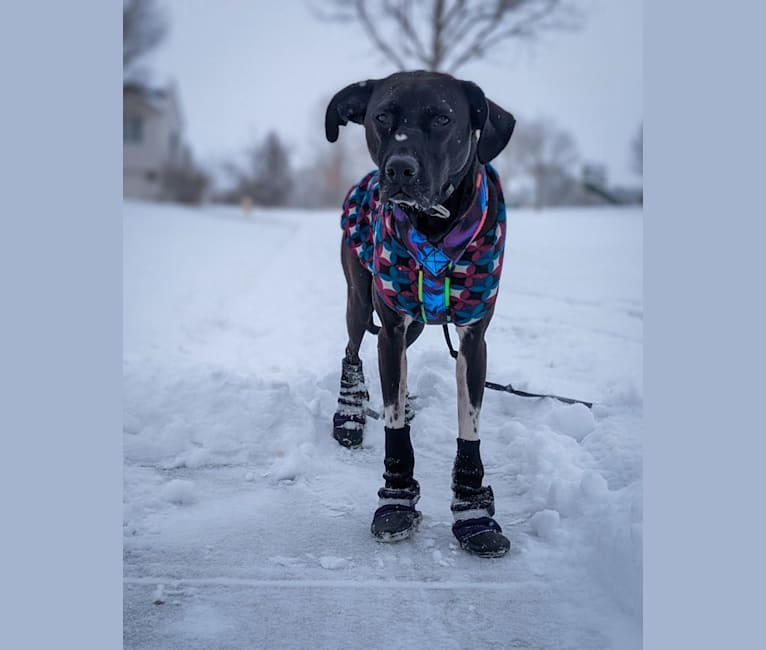 Oakley, an American Pit Bull Terrier and Great Pyrenees mix tested with EmbarkVet.com
