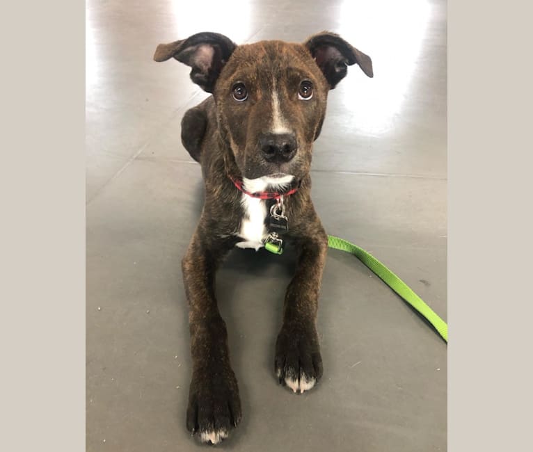 Jack, an American Pit Bull Terrier and American Staffordshire Terrier mix tested with EmbarkVet.com