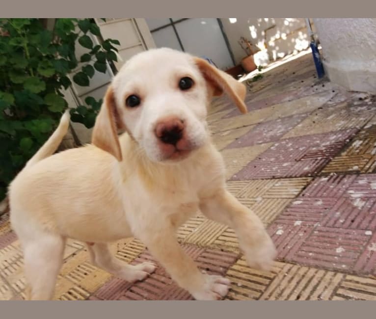 Milo, a Northern East African Village Dog and German Shepherd Dog mix tested with EmbarkVet.com