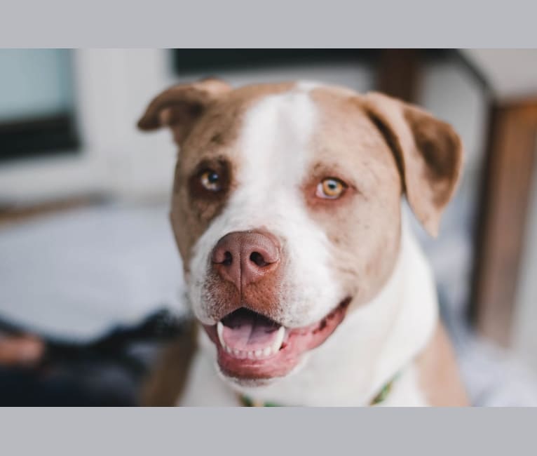 Frank, an American Pit Bull Terrier and Australian Shepherd mix tested with EmbarkVet.com