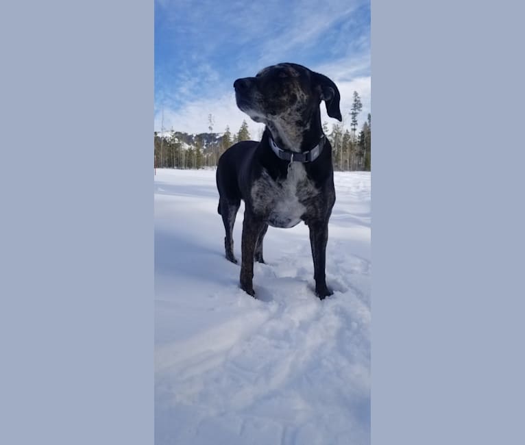 Sierra, a Mountain Cur tested with EmbarkVet.com