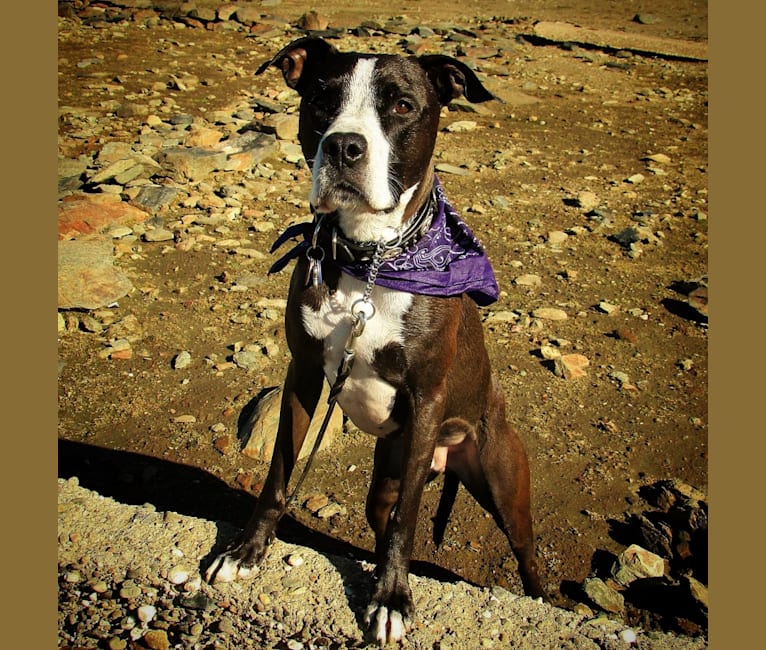 Spencer, a Staffordshire Terrier and American Bulldog mix tested with EmbarkVet.com