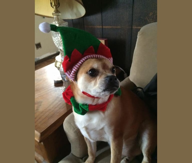 Frankie, a Chihuahua and Miniature Pinscher mix tested with EmbarkVet.com