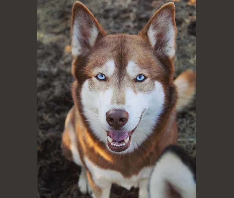 Asha, a Siberian Husky and German Shepherd Dog mix tested with EmbarkVet.com