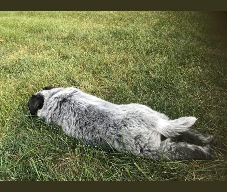 Photo of Odin 'stinky butt' Mussatti, an Australian Cattle Dog  in Wisconsin, USA