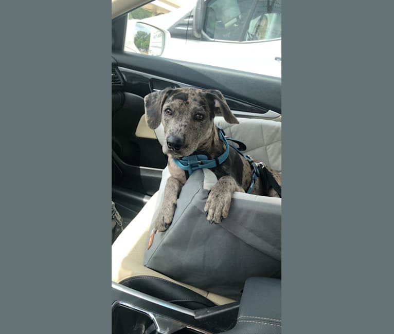 Photo of Rowdy Biscuit Nason, a Dachshund, American Pit Bull Terrier, Mountain Cur, Australian Shepherd, and Mixed mix in Wesson, Mississippi, USA