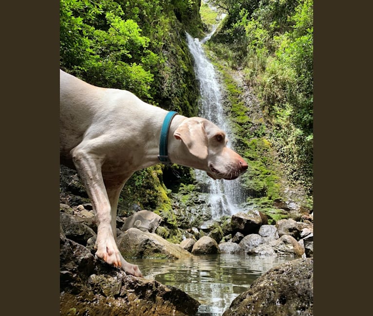 Photo of Luna, a German Shorthaired Pointer  in Hawaii, USA