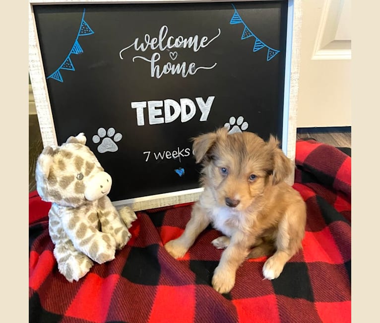 Photo of Teddy, a Shih Tzu and Chihuahua mix in Austin, Texas, USA