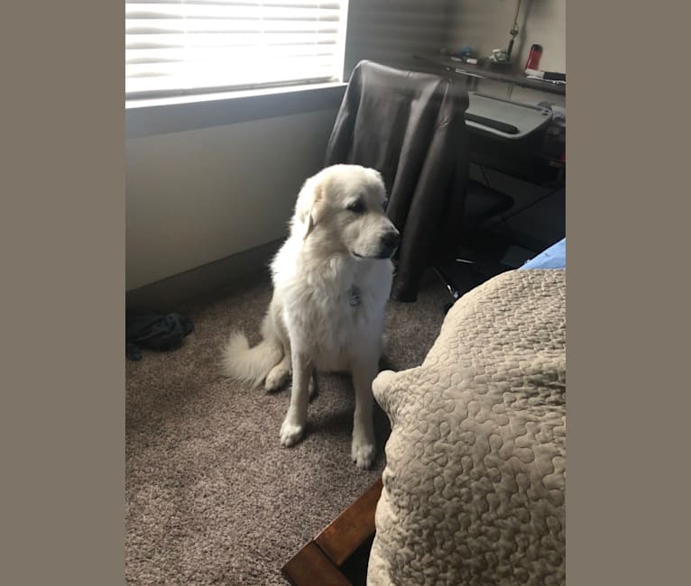 Looney “Chik’in Mini Bandit” Bear, a Great Pyrenees tested with EmbarkVet.com