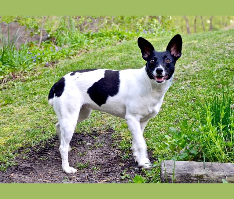 Fox terrier cheap cross border collie