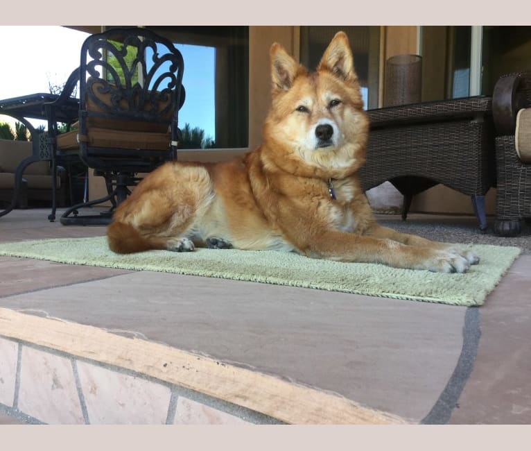 Allie, a Jindo and Border Collie mix tested with EmbarkVet.com